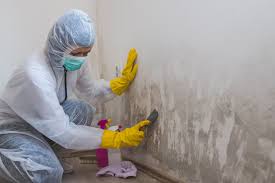 Professional Mold Removal & Remediation in Bonnie Brae, IL